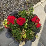 Bed and Breakfast Rosegarth 4*