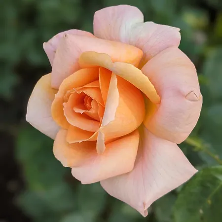 Bed & Breakfast Rosegarth Marton (North Yorkshire)