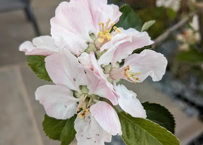 Rosegarth Bed & Breakfast