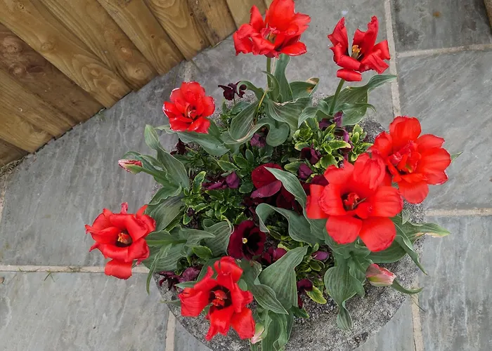 Bed & Breakfast Rosegarth Marton (North Yorkshire)