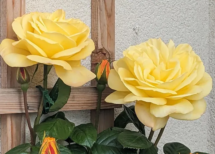 Bed & Breakfast Rosegarth