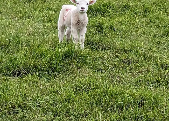 Bed & Breakfast Rosegarth 4*