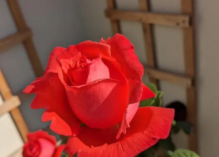 Rosegarth Bed & Breakfast Marton (North Yorkshire)