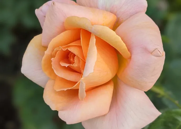 Bed & Breakfast Rosegarth Marton (North Yorkshire)