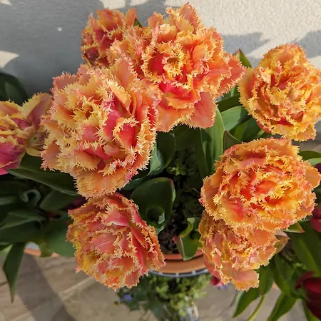 Rosegarth *