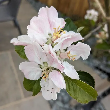 Rosegarth לינה וארוחת בוקר