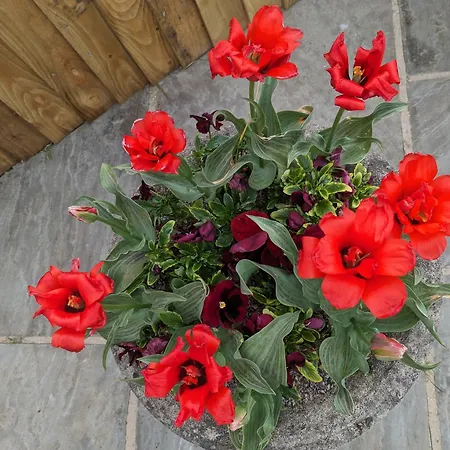 לינה וארוחת בוקר Rosegarth Marton near Pickering