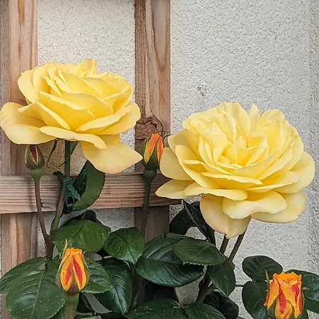 לינה וארוחת בוקר Rosegarth