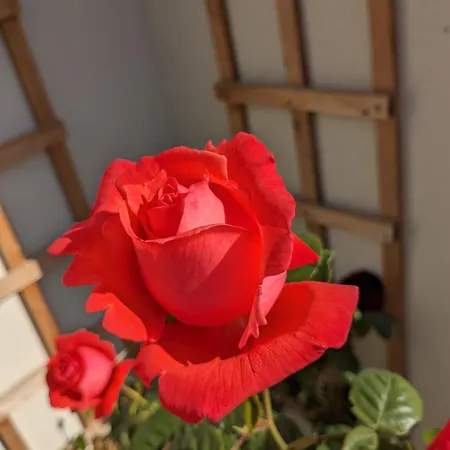 Rosegarth Bed & Breakfast Marton near Pickering
