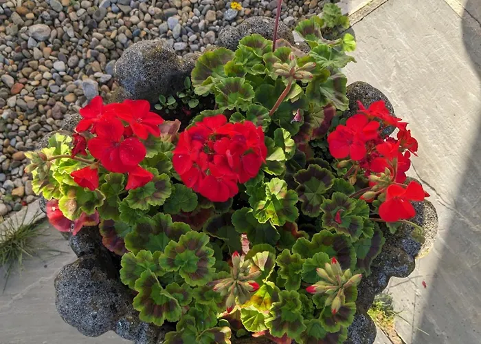 Bed & Breakfast Rosegarth 4*